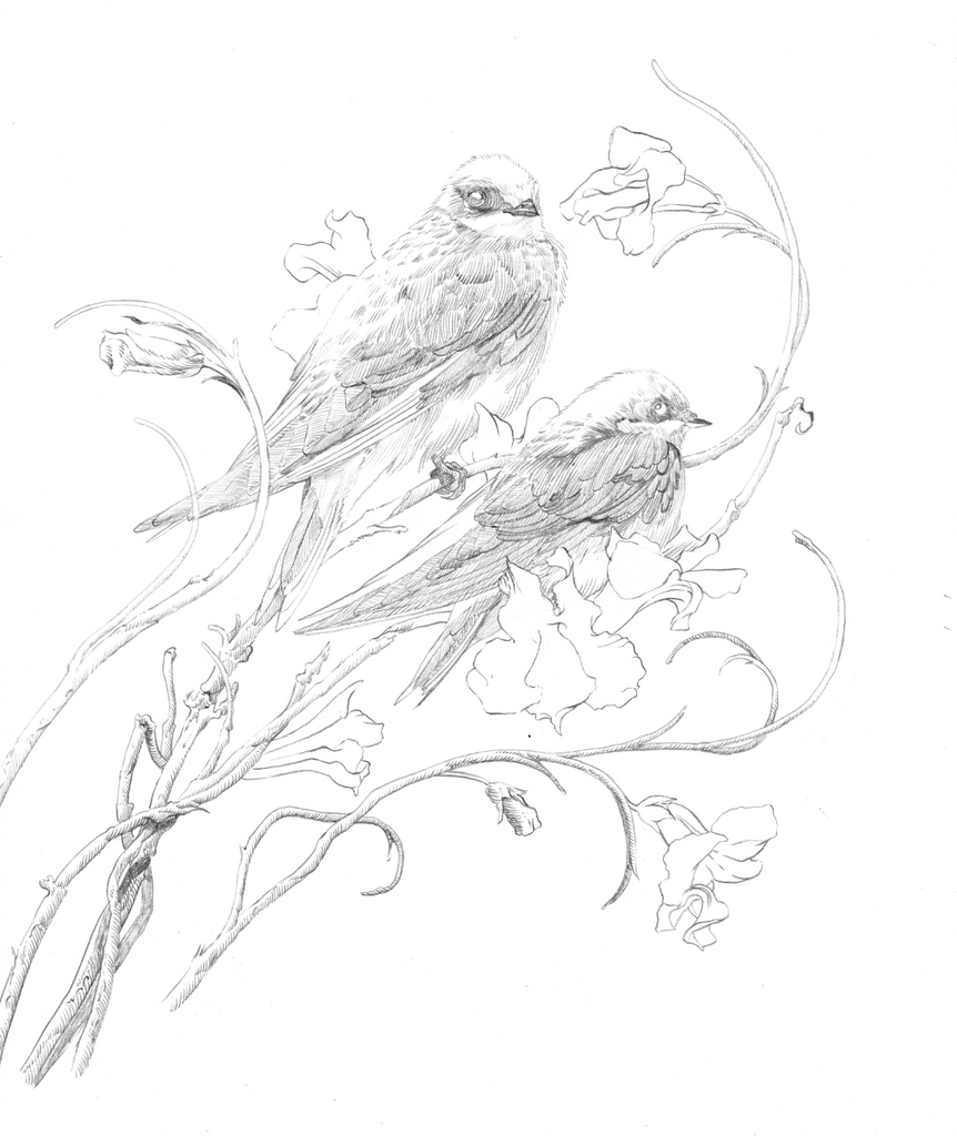 SWALLOWS - Variant Color