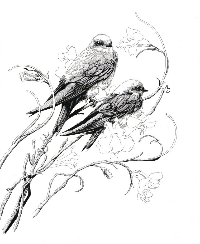 SWALLOWS - Variant Color